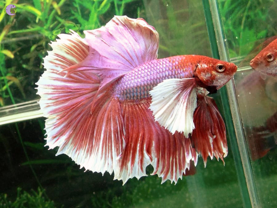 Cá Betta Dumbo Halfmoon - 1
