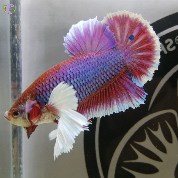 betta-dumbo-1