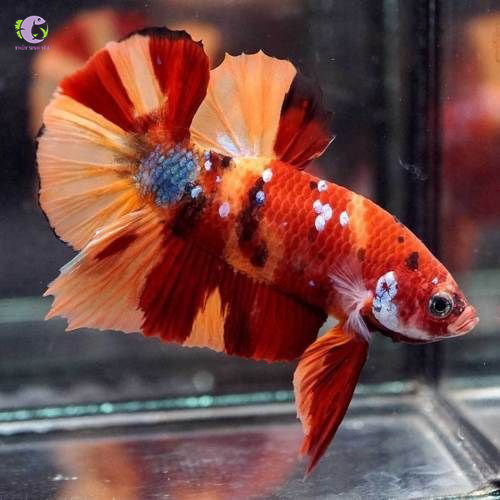 Cá Betta Nemo-1