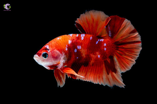 Cá Betta Nemo-2