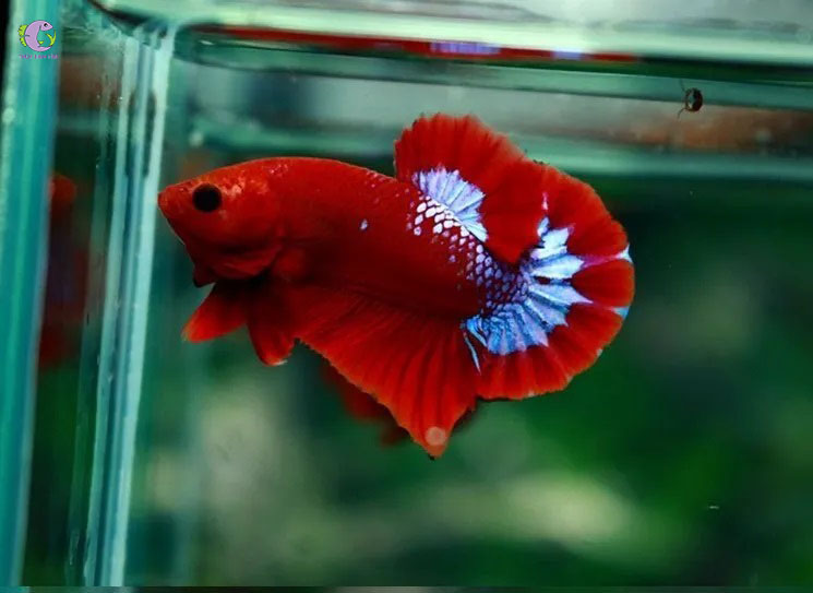 C betta red fancy th y sinh t m