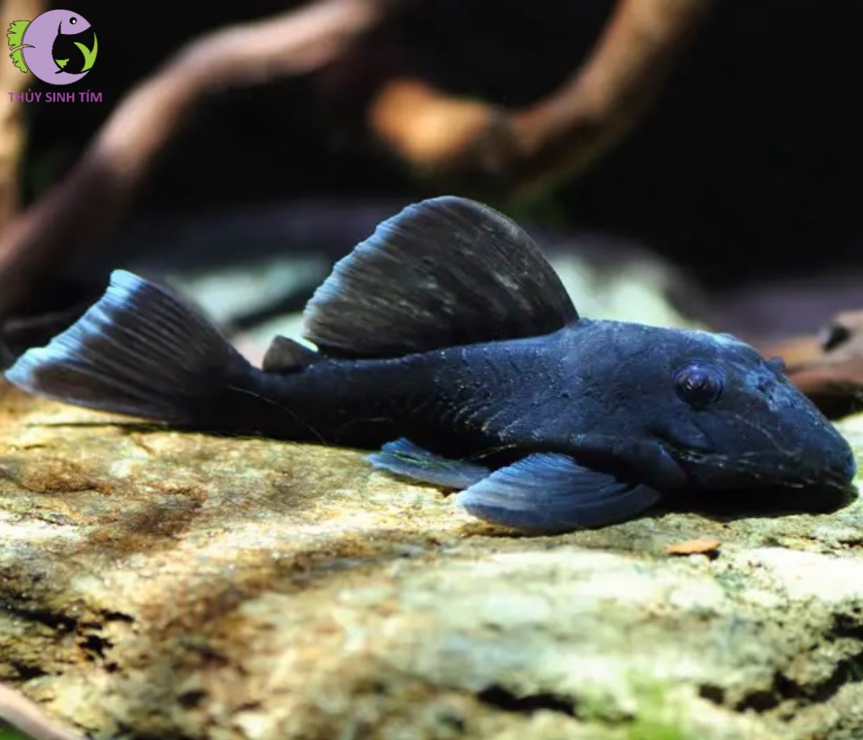 L239 Blue Panaque Pleco 