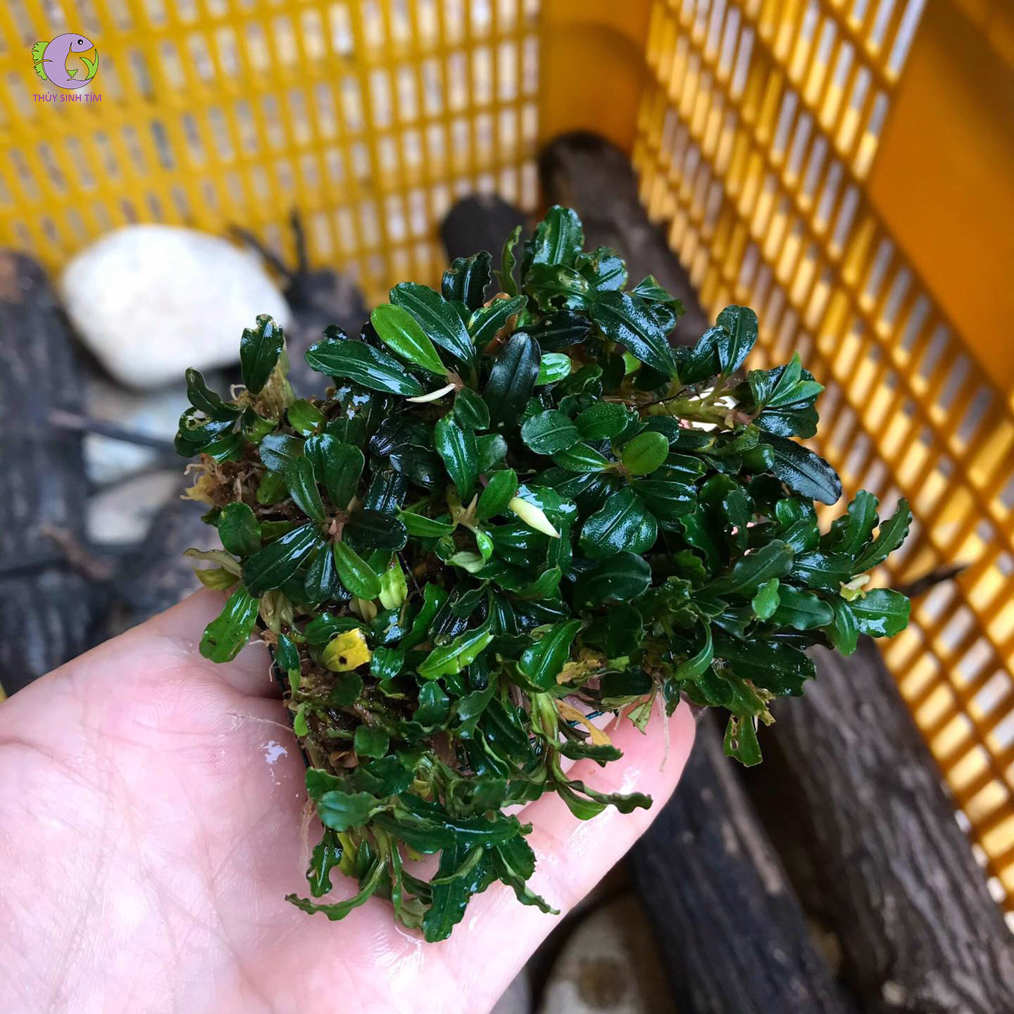 Bucep Boyan Mini-1