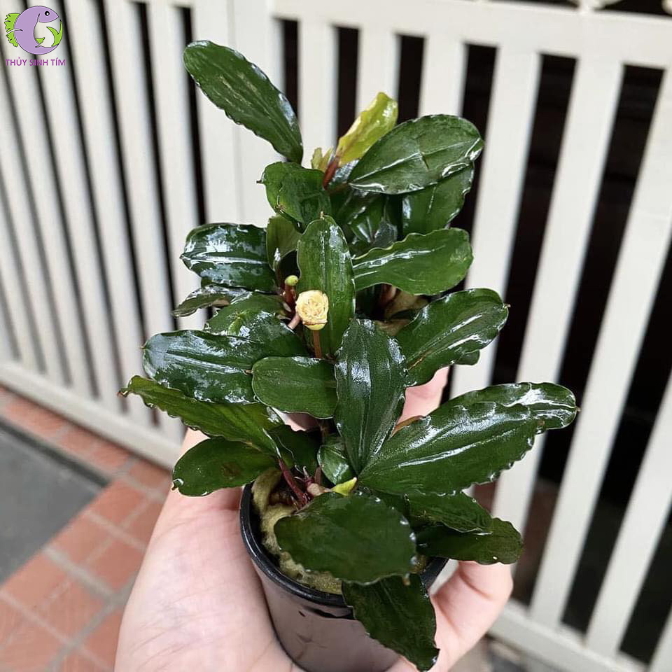 bucep chậu 2