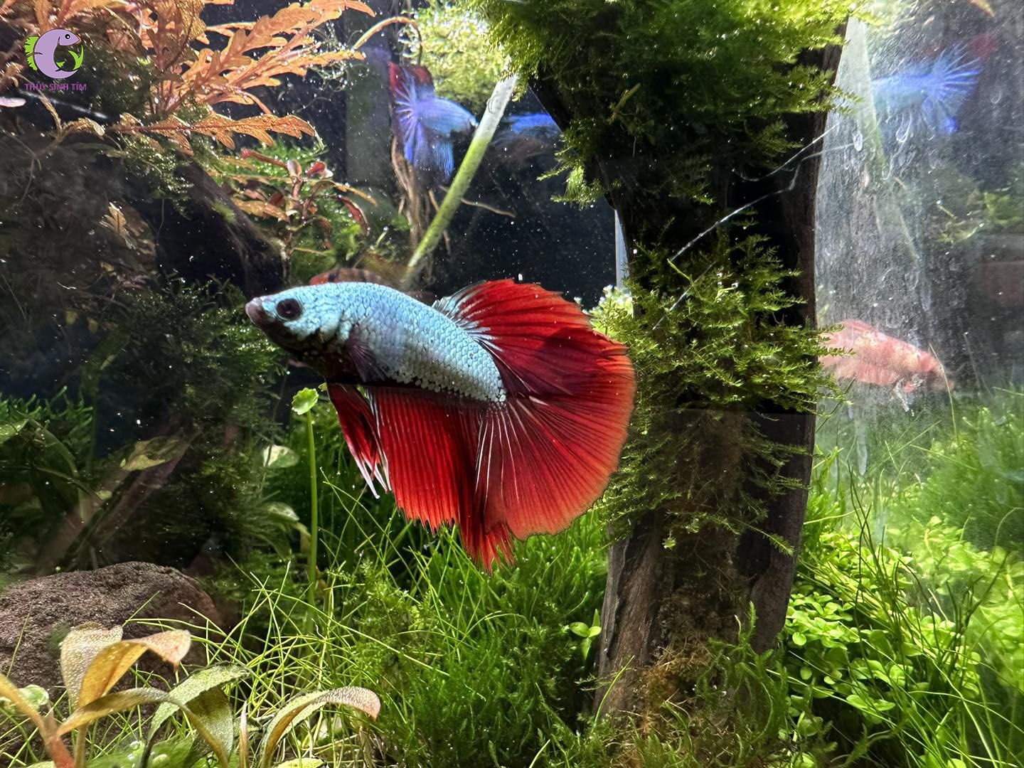 Cá Betta Rồng Half Moon-1