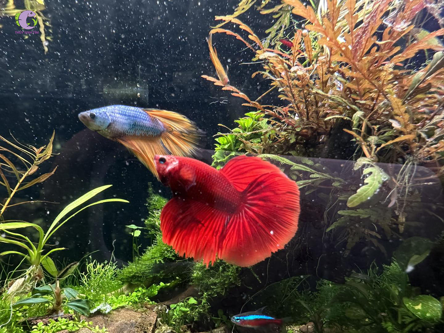 Cá Betta Rồng Half Moon-2