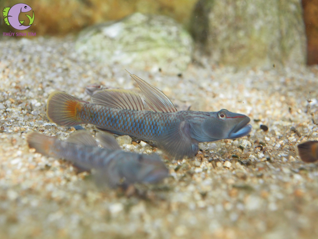 Cá Bống Mũi Nâu (Rhinogobius Brunneus)-1 