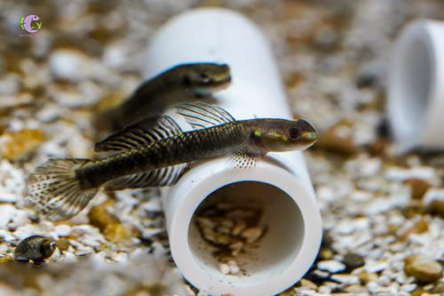 Cá Bống Stiphodon Pelewensis-2