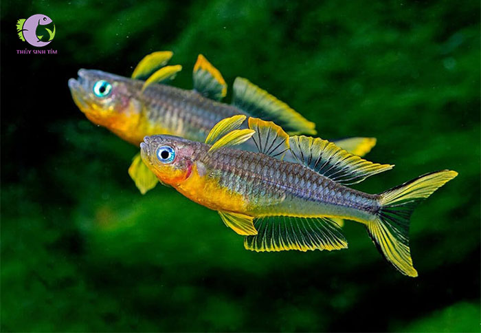 cá Cầu Vồng Goldie Kafiamke-1