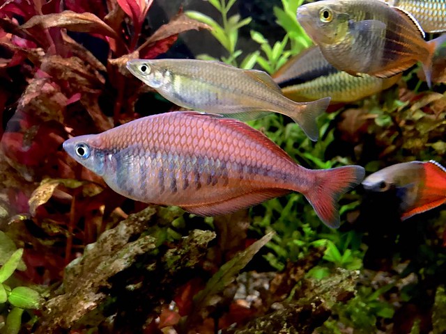 Cá Cầu Vồng Sentani-1