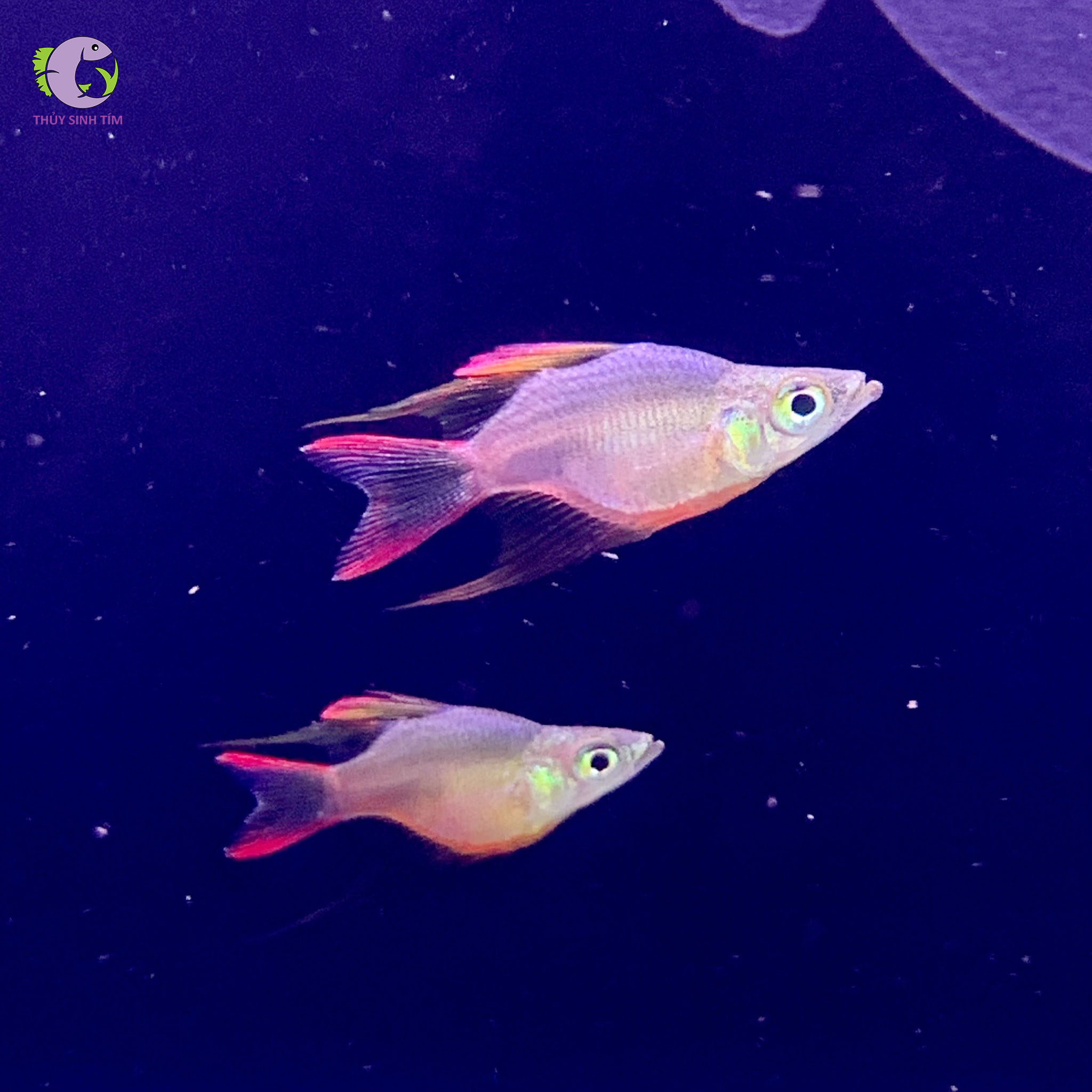 Cá Cầu Vồng Vi Dài - Short-2