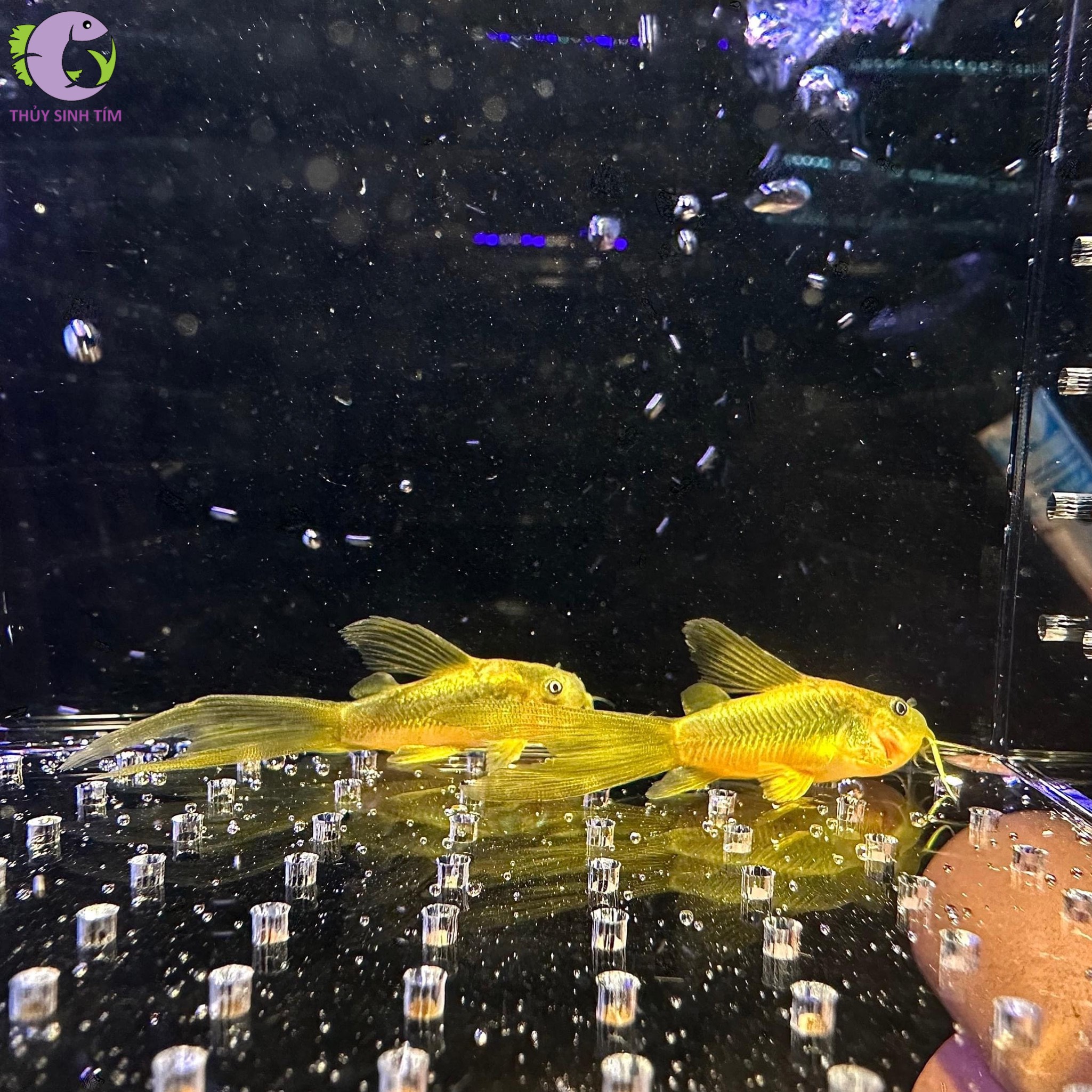 Cá chuột Gold Laser Longfin - 2