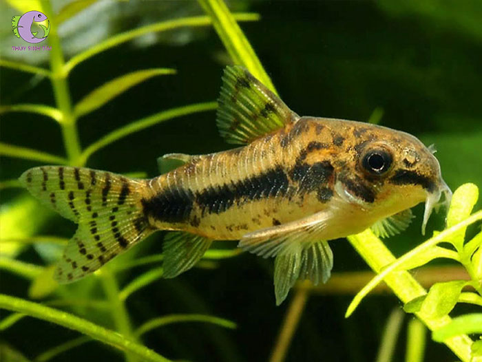 cá chuột habrousu-2