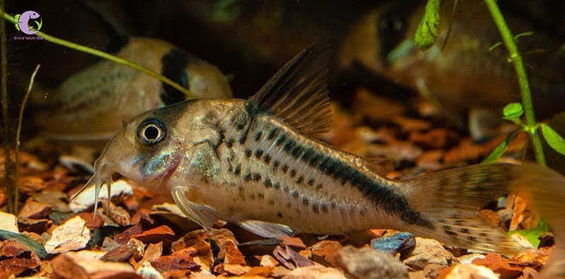 Cá Chuột Loxozonus-2