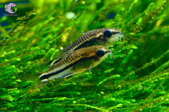 ca chuot pygmy 1