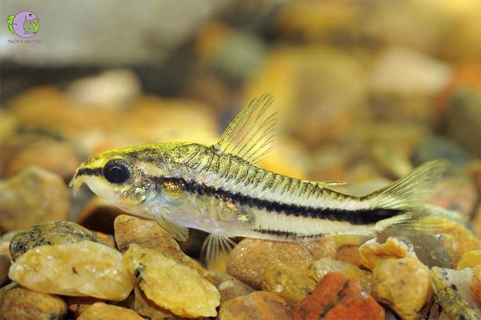 ca chuot pygmy 2