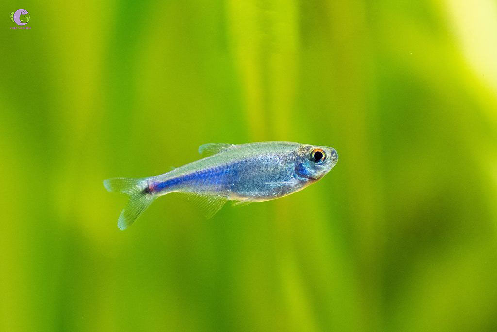Cá Cochu Tetra-1