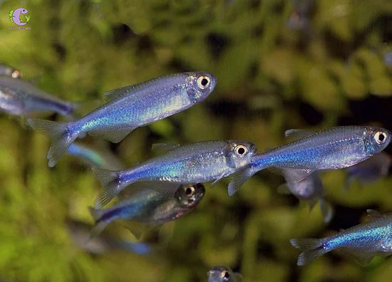 Cá Cochu Tetra-2
