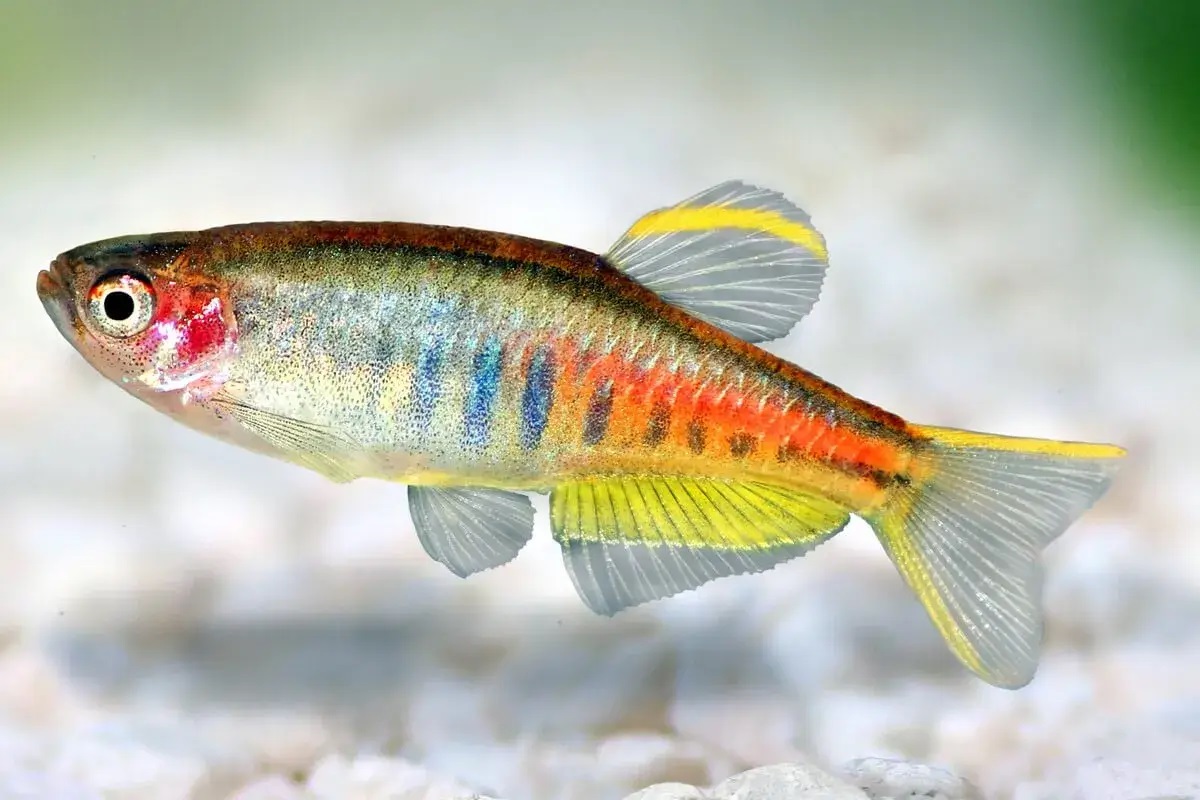 Cá Glowlight Danio-1