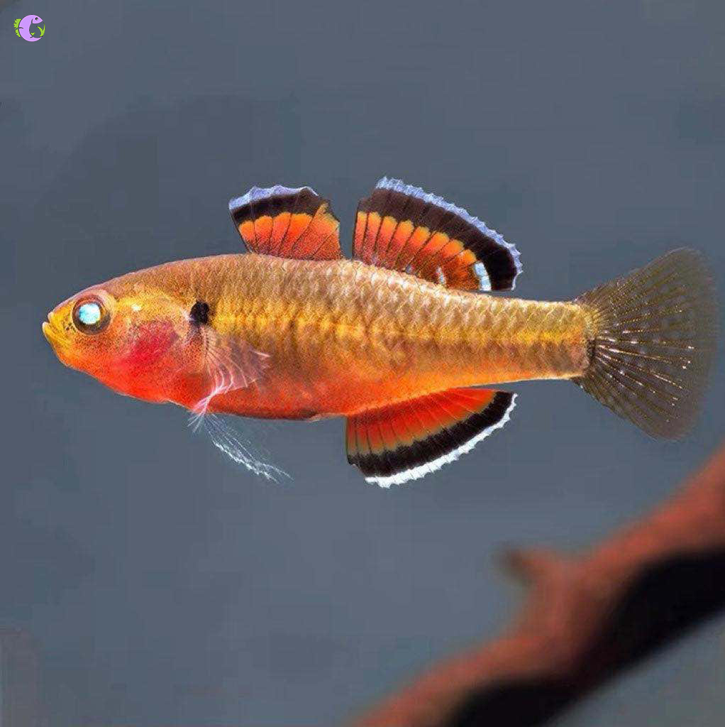 Cá Khỉ Đỏ Đầu Gù - 1