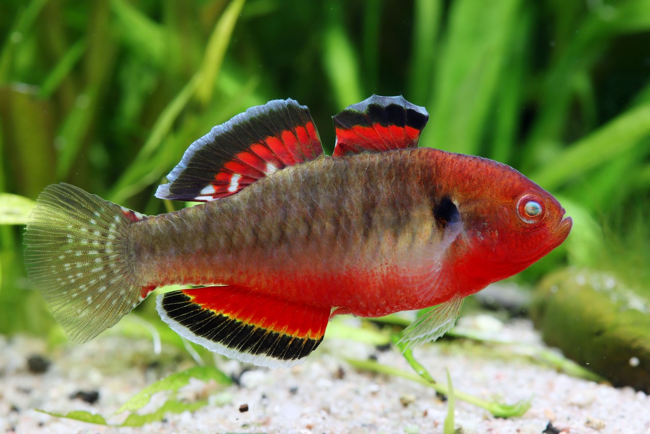 Cá Khỉ Đỏ Đầu Gù - 3