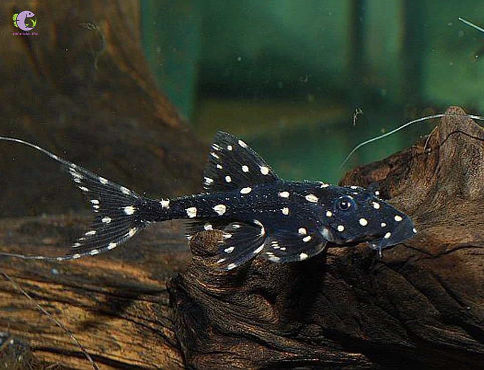 Cá L155 Adonis Pleco-2