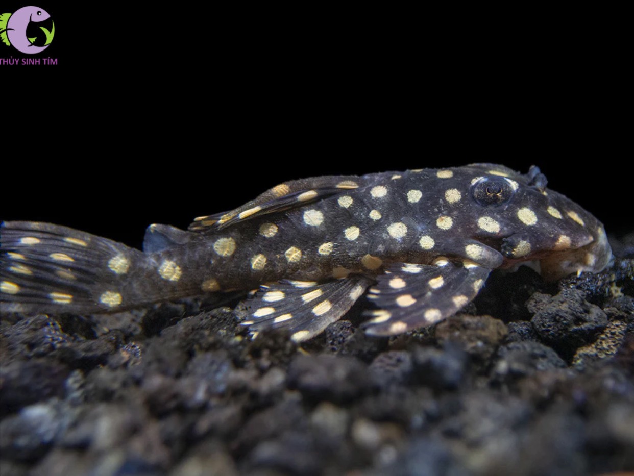 L471 Dwarf Snowball Pleco - 2