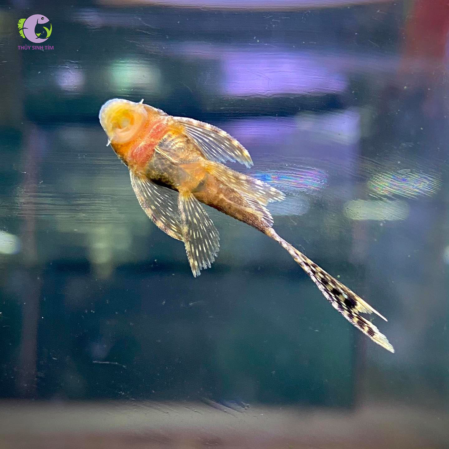 Cá Longfin Beo-2