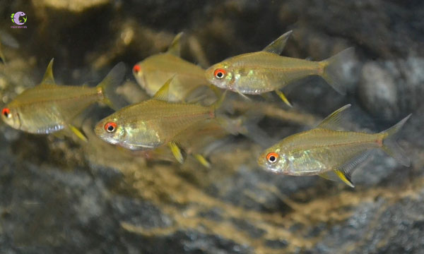 Cá Mắt Ngọc-2