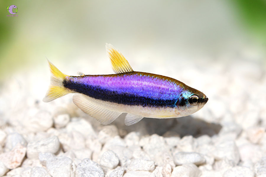 Cá Neon Hoàng Đế Tím-1