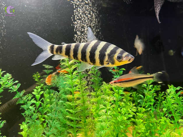Lợi ích dinh dưỡng của cá ong 9 sọc
