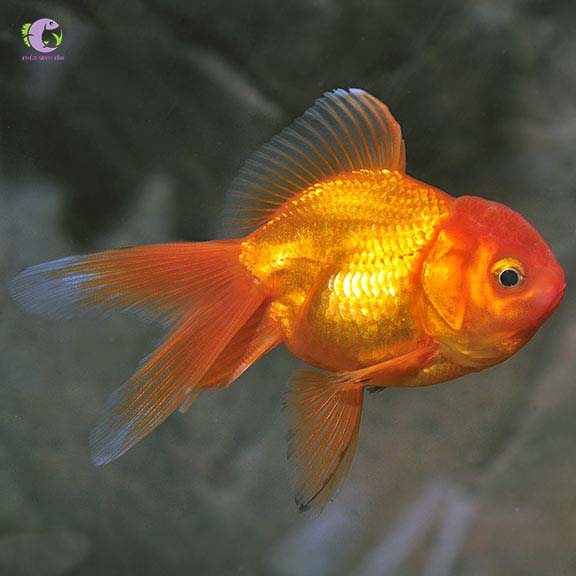 Cá Oranda-1