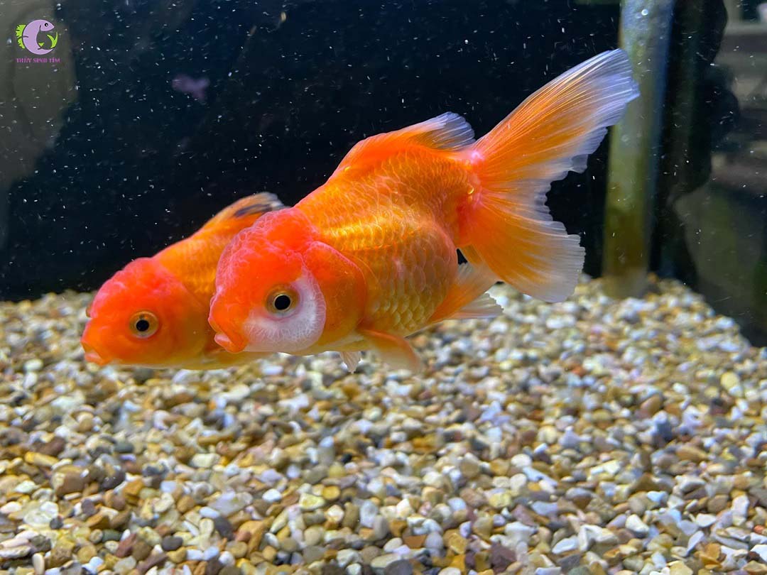 Cá Oranda-2