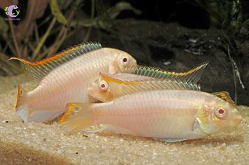 Cá Phượng Hoàng Bụng Lửa Albino-2
