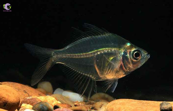 Cá Sơn Xiêm-1