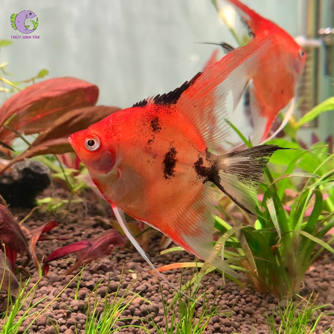 cá Thần Tiên Red Devil 2