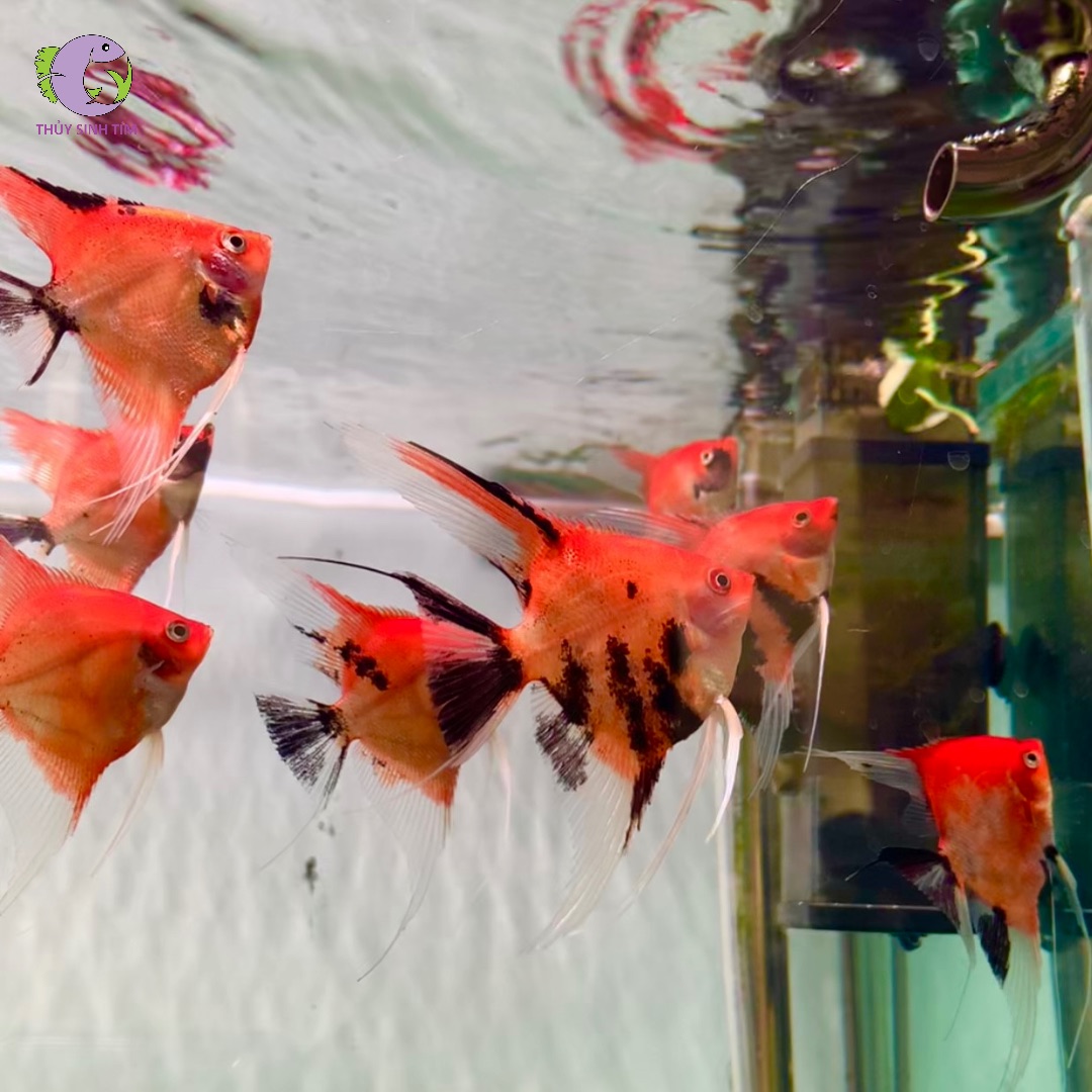 cá Thần Tiên Red Devil 3