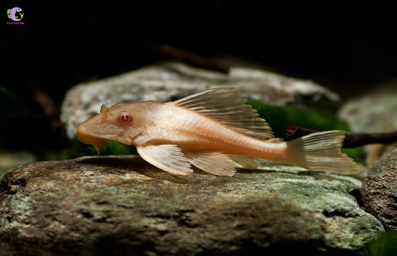 Cá Tỳ Bà Beo Albino-1