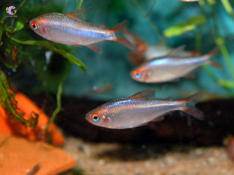Cá Waida Tetra-2