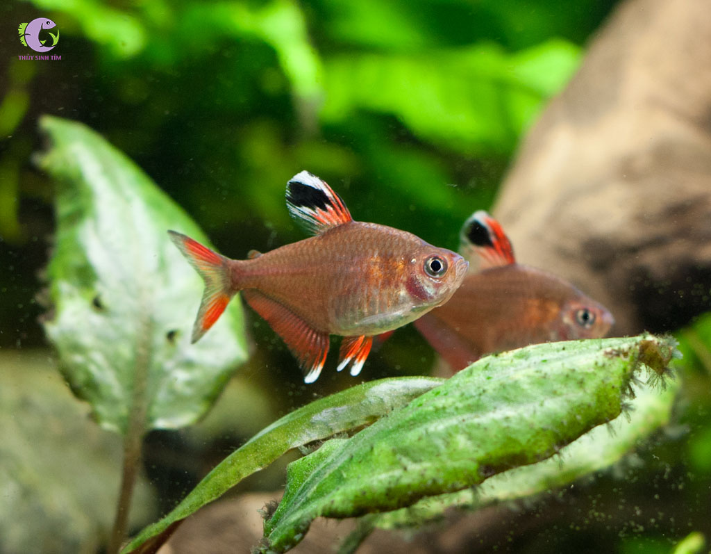 Cá White Fin Tetra-2