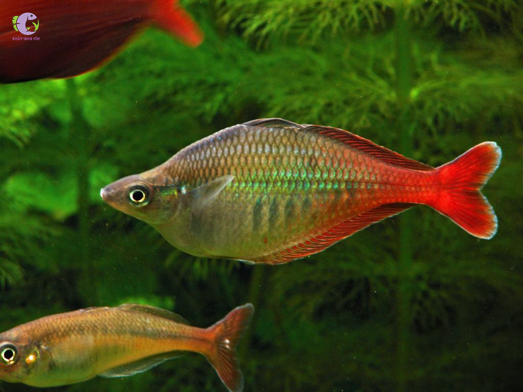 Cá Cầu Vồng Bleheri-2