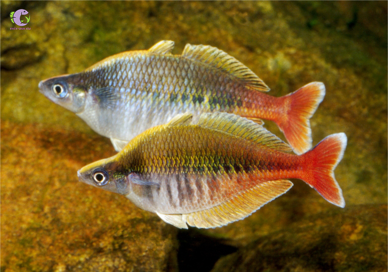 Cá Cầu Vồng Bleheri-1