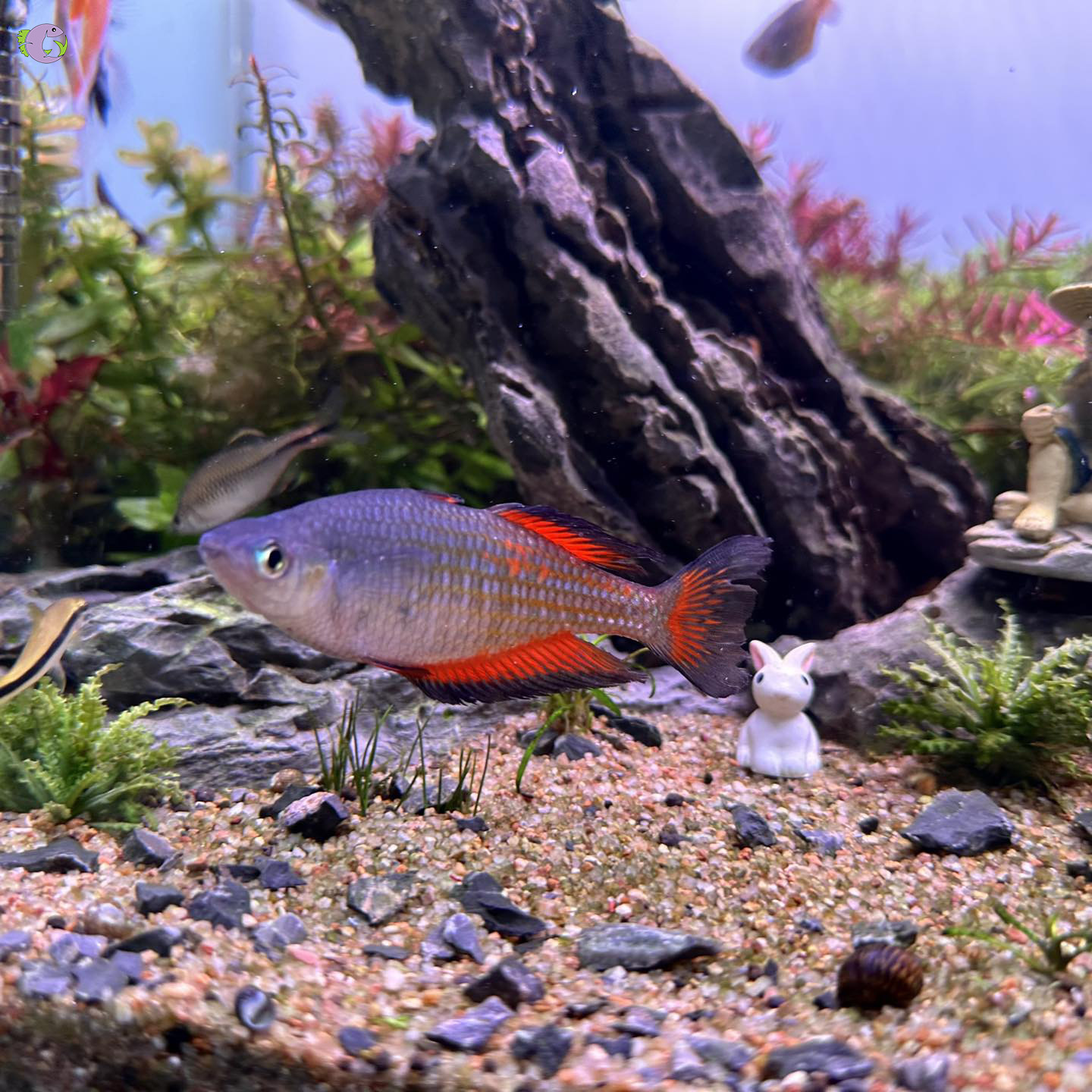 cau-vong-parkisoni-red-2