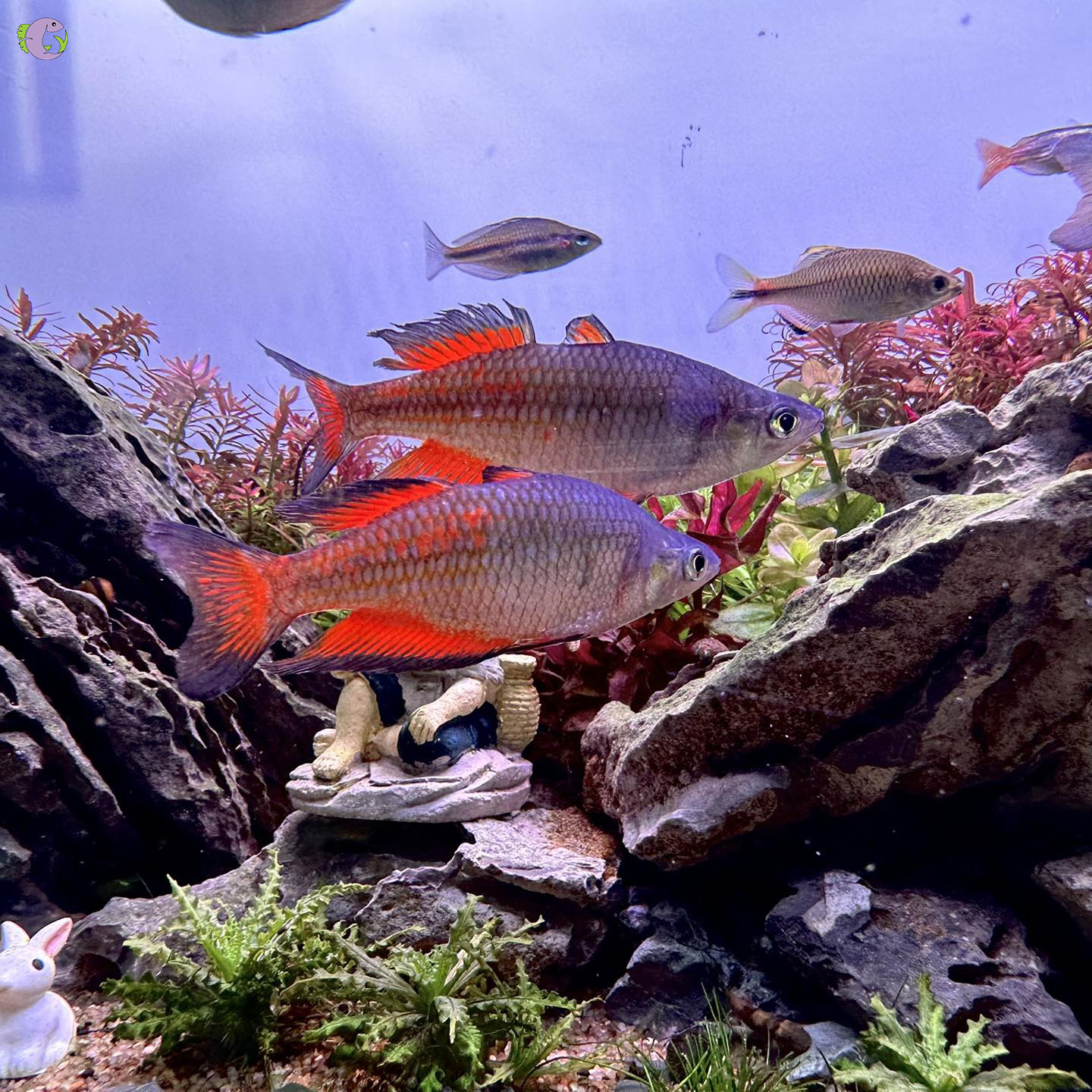 cau-vong-parkisoni-red-1