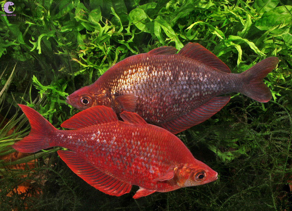 cầu vồng táo đỏ 2