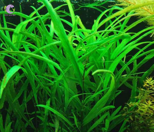 Hồ Liễu-1