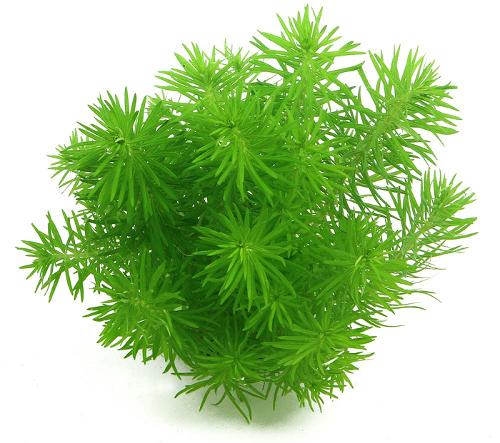 cây liễu bông 2