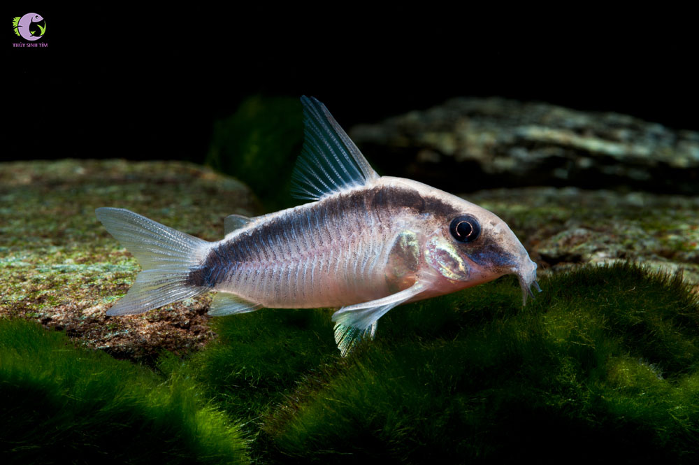 Cá Chuột Arcuatus-1