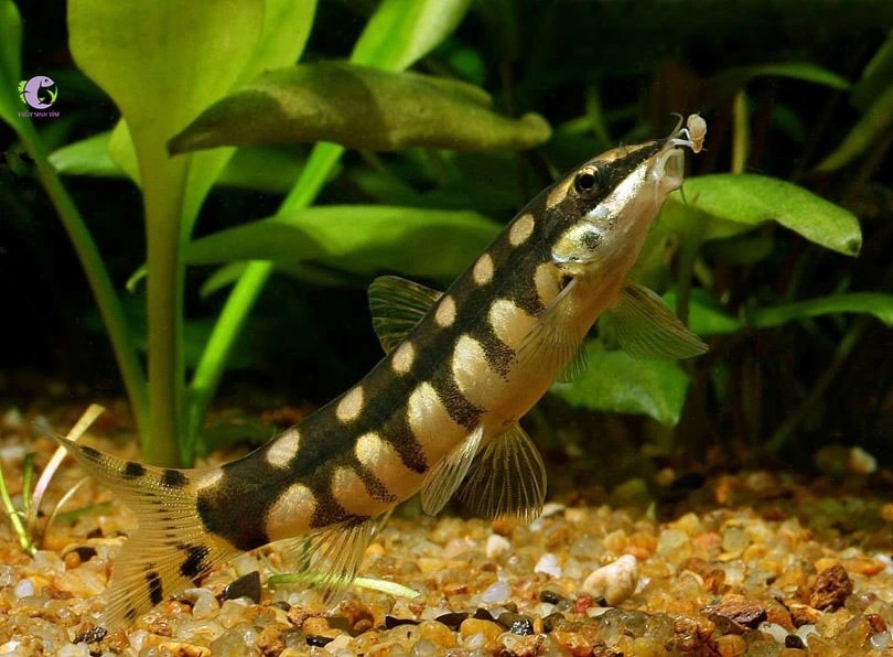 Cá Chuột Mắt Xích-2