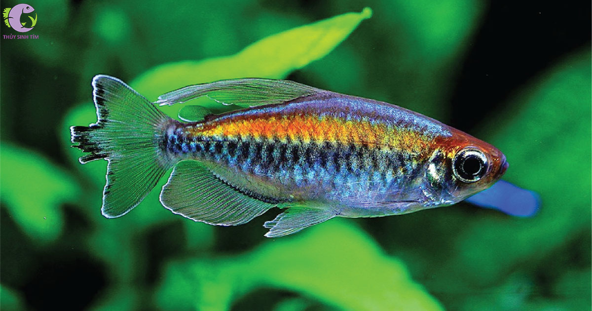 congo-tetra-2